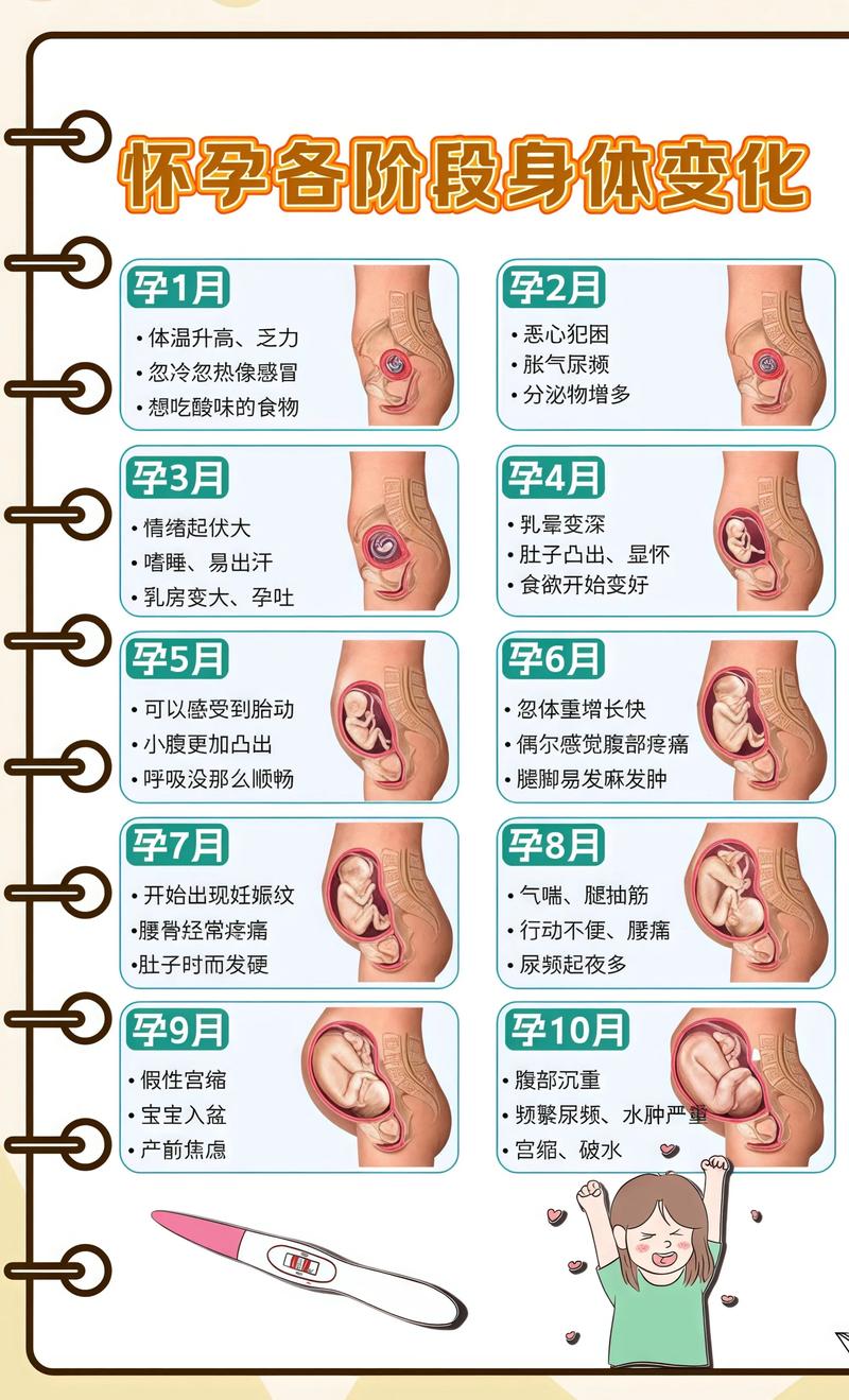 揭秘供卵代孕妈妈怀孕小腹分两节，孕期变化的奥秘温州代生机构: